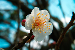 梅の花 2016