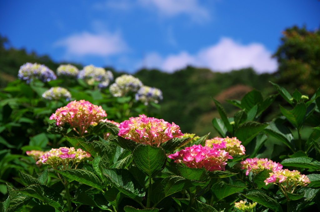 紫陽花と青空と