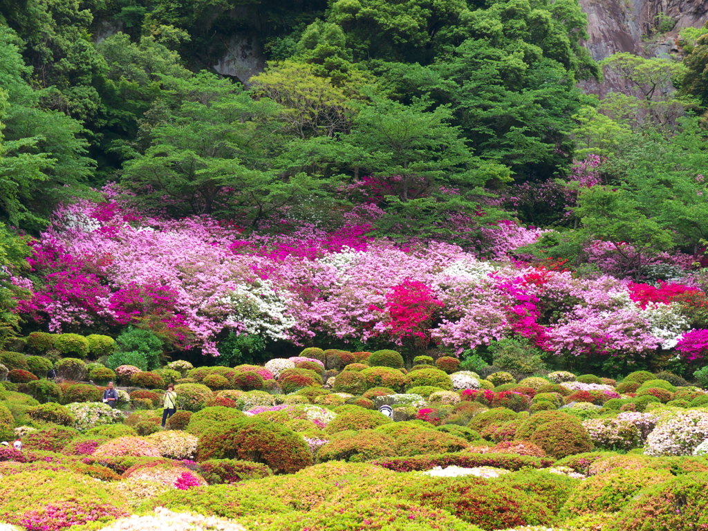 ツツジ（御船山楽園）