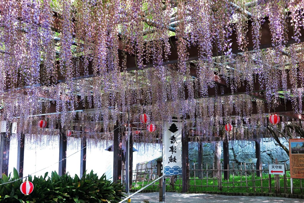 藤の花　樹齢１４０年　唐津城