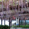 藤の花　樹齢１４０年　唐津城