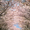 川副さくらロード
