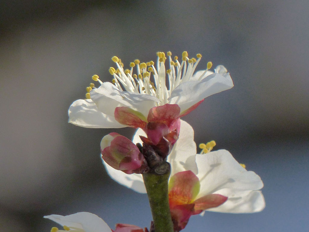 梅の花2014