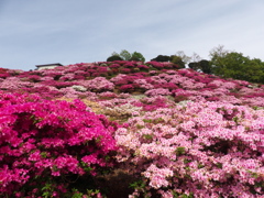 ツツジ（竹の古場公園）2014