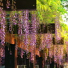 藤の花