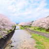 半田川の桜並木