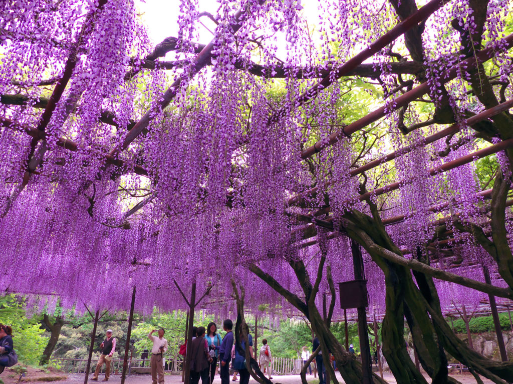 大藤（御船山楽園）