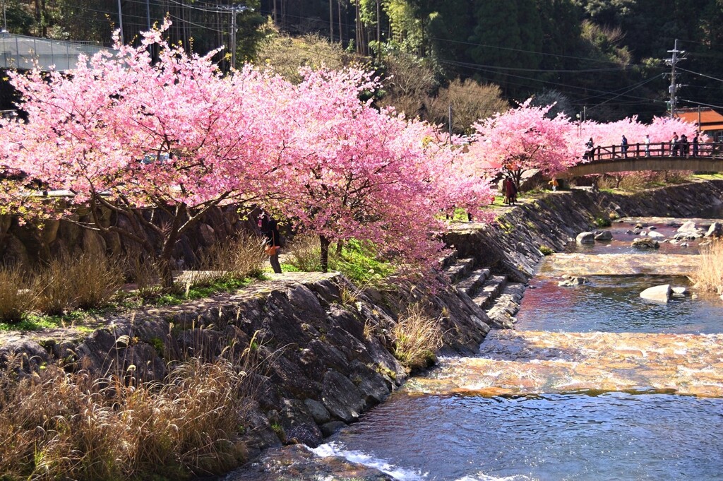 河津桜（見返りの滝／相知）