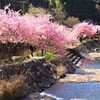 河津桜（見返りの滝／相知）