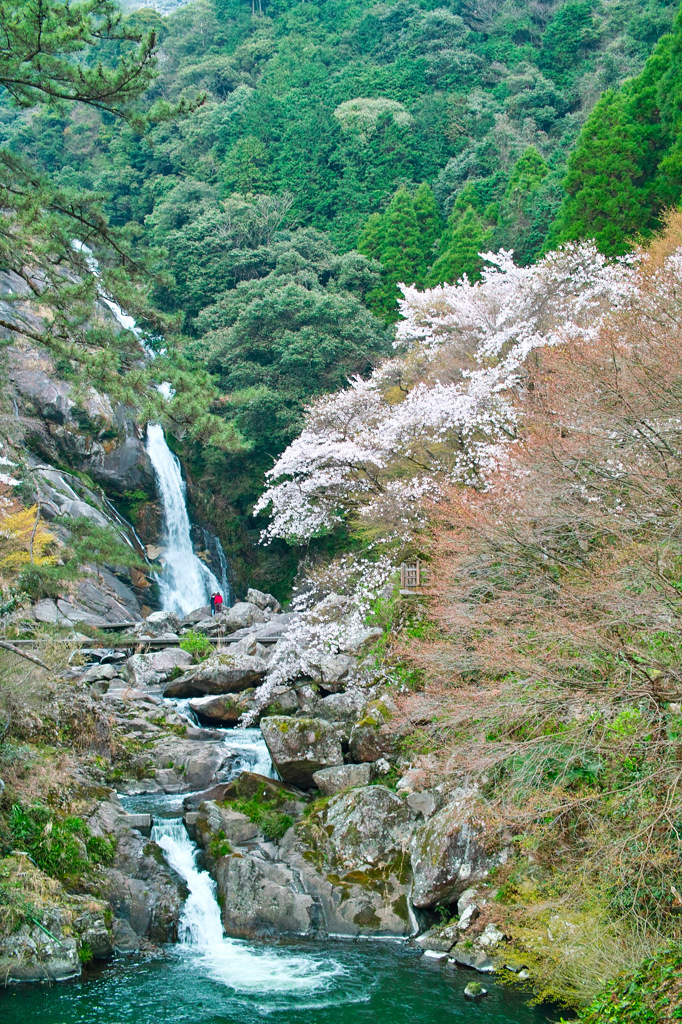山桜と見帰りの滝