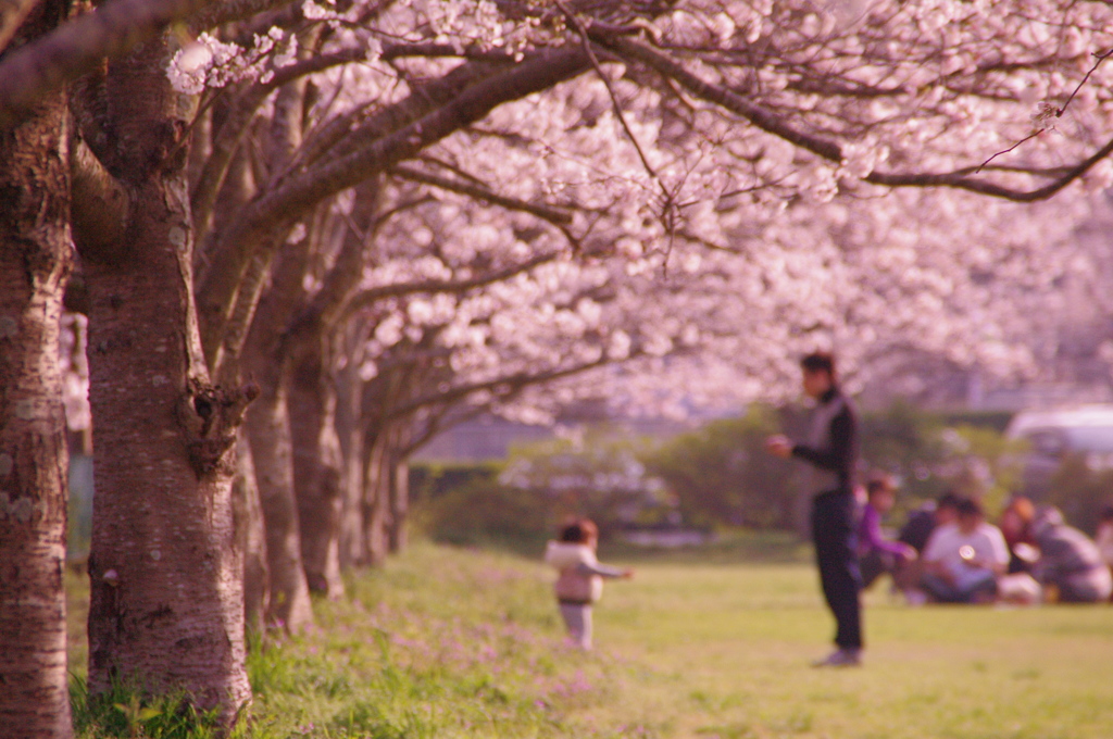 桜記念撮影