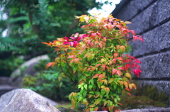 えっ、もう紅葉？