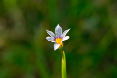 大庭石菖