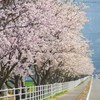 宇木の桜並木