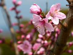 桜（吉野ヶ里歴史公園にて）