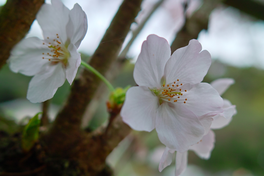 花言葉「純潔」