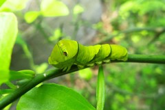 【昆虫マクロに挑戦】アゲハチョウの幼虫