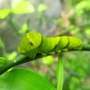 【昆虫マクロに挑戦】アゲハチョウの幼虫