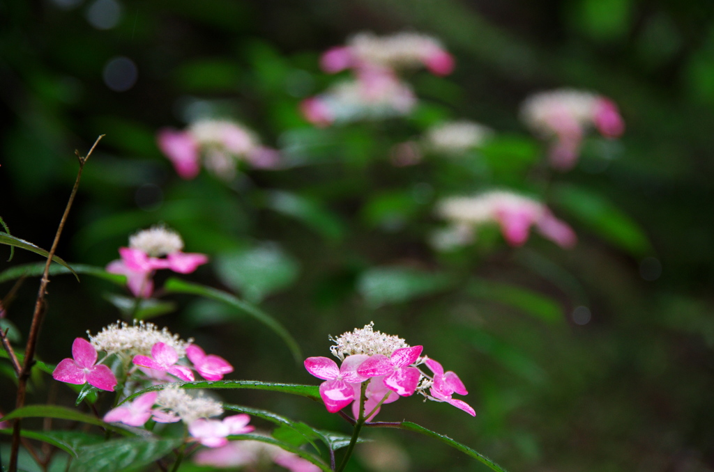 紅（くれない）紫陽花