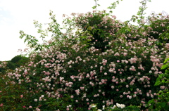 Rose is in full bloom
