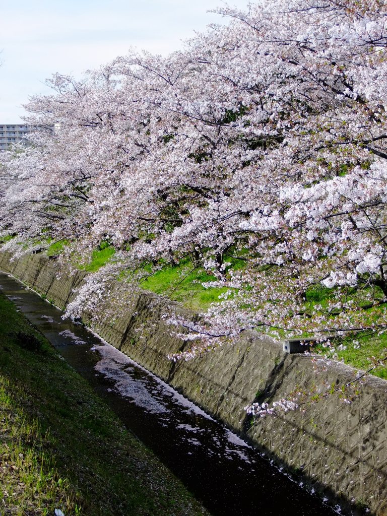 葉桜