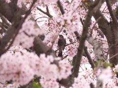 桜にかこまれて