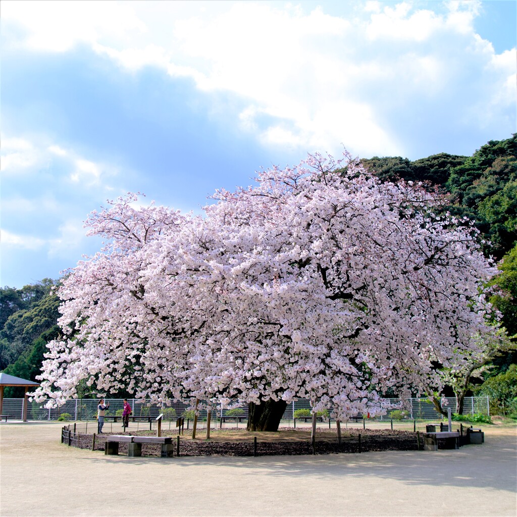 衣干山の百年桜