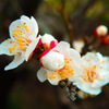 梅の花 2016