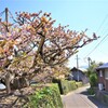 法光寺　八重桜