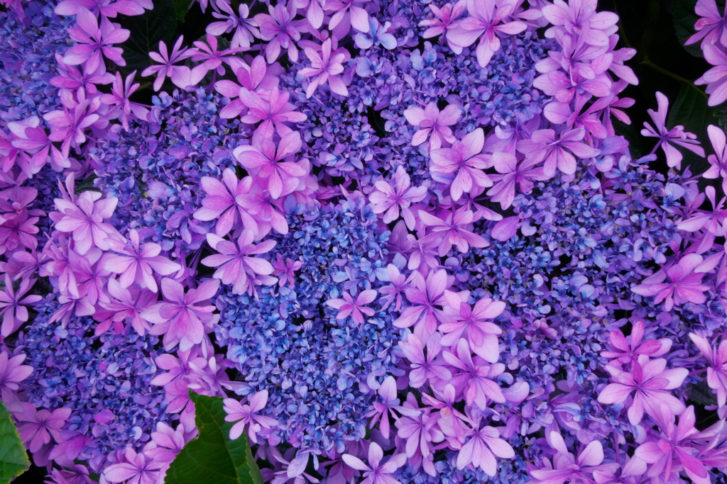 紫陽花