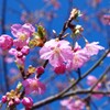 河津桜（見返りの滝／相知）