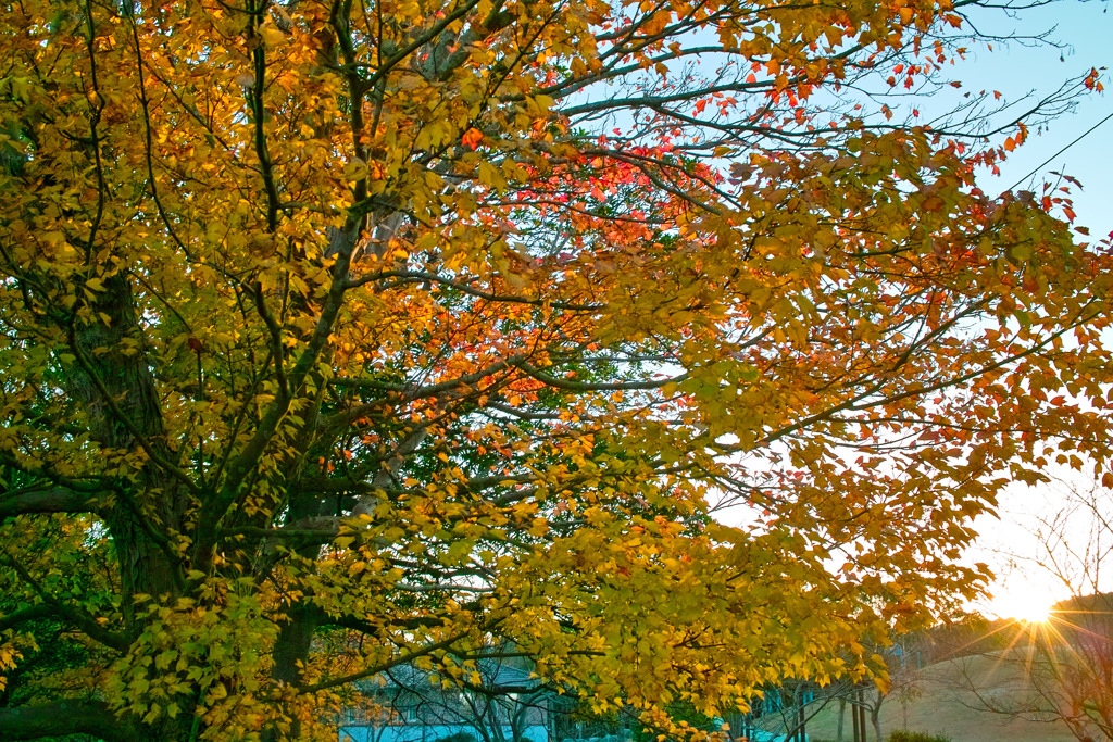 夕日に輝く紅葉