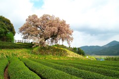 納戸料の百年桜