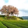 納戸料の百年桜