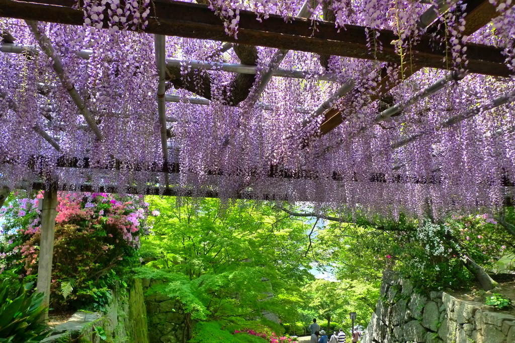 唐津城藤の花８