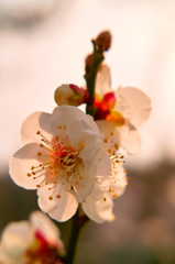 梅の花　2016