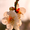 梅の花　2016