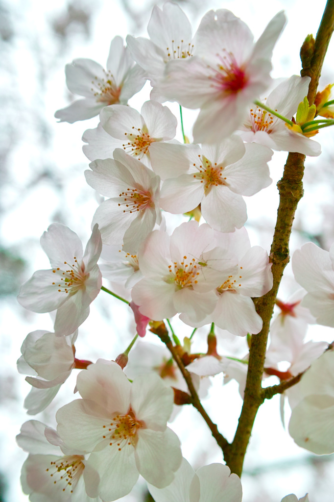花言葉「あなたに微笑む」