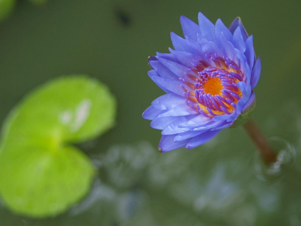 一輪の花