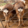 Oshiri