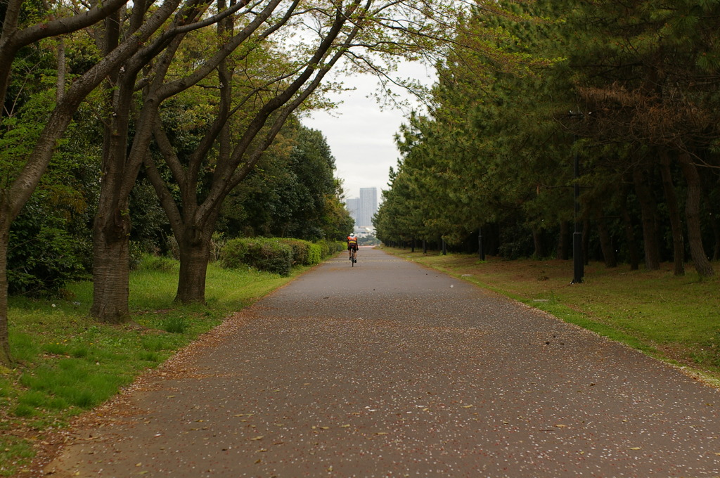 散り花の向こう