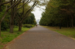 散り花の向こう