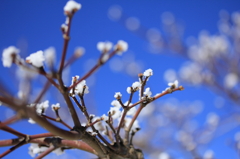 雪の華