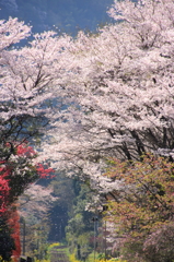 桜の雨