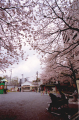 サクラ越しの公園。。