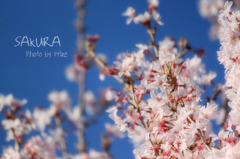 SAKURA