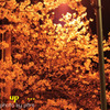 light up