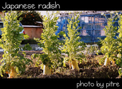 Japanese rdish