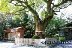 sacred tree