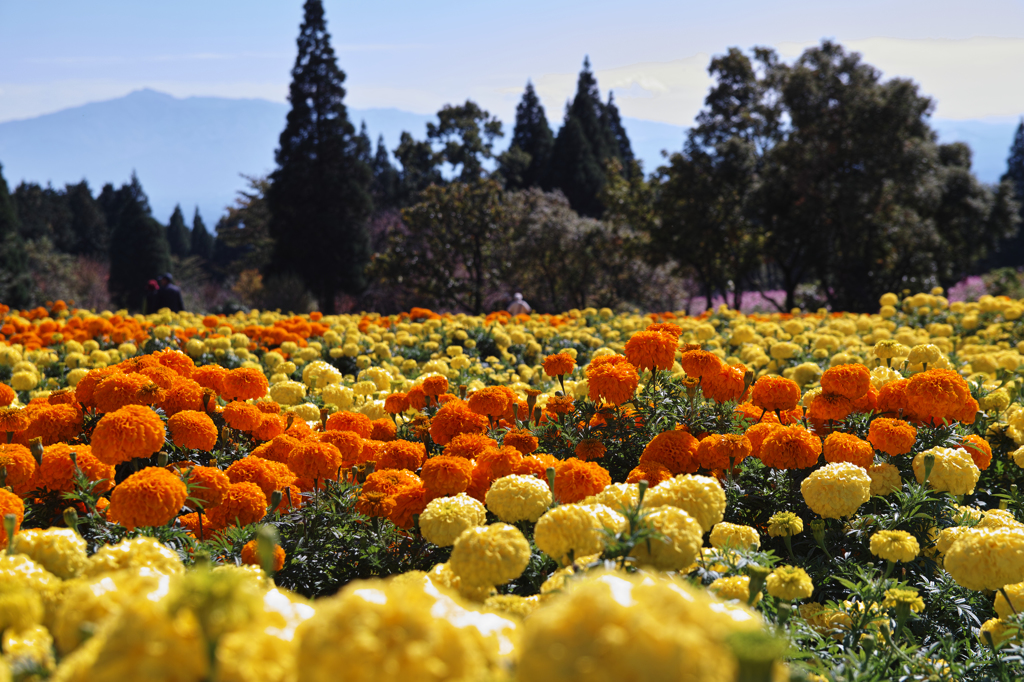 久住花公園2015_10__1